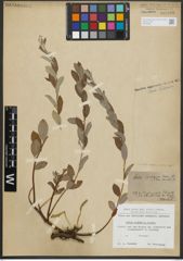 Foto von Salix repens subsp. repens L.